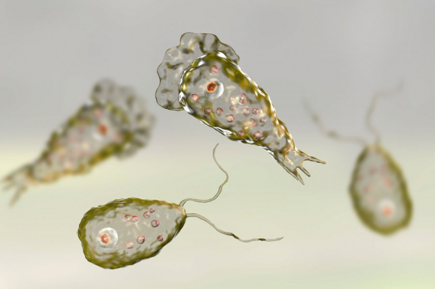 В США 2 человека погибли от поедающей мозг амебы