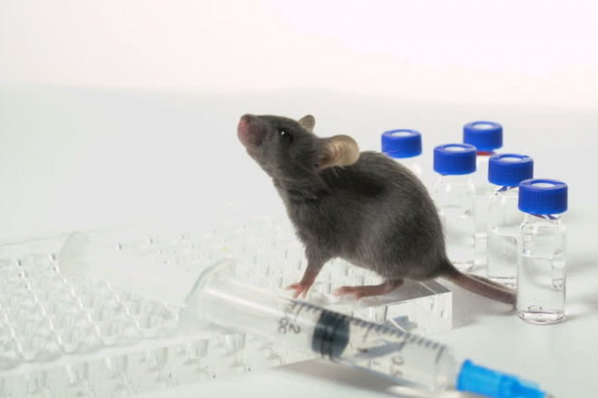 Nature Aging: Старение пожилой мыши замедлило слияние с молодой особью