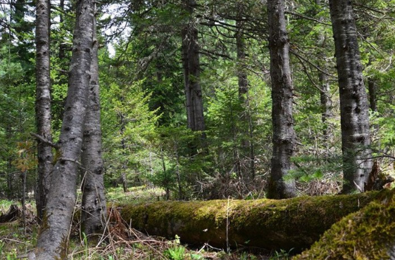 В лесу в Челябинской области пропали две женщины