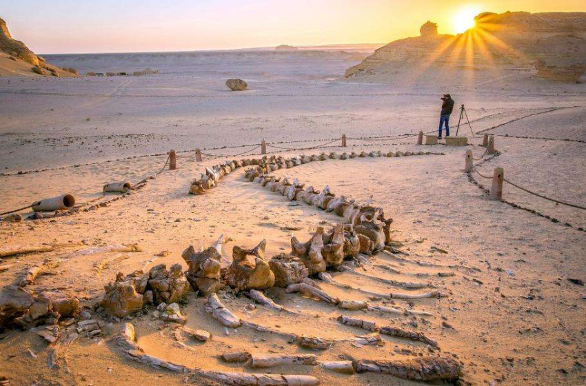 Крупнейшее местонахождение окаменелостей доисторических китов находится посреди египетской пустыни