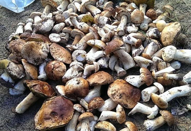 В России ввели закон об уголовной ответственности за сбор краснокнижных грибов