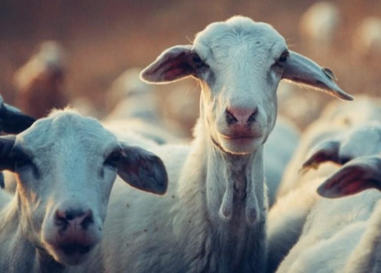 В Дагестане поезд сбил стадо баранов на железнодорожных путях