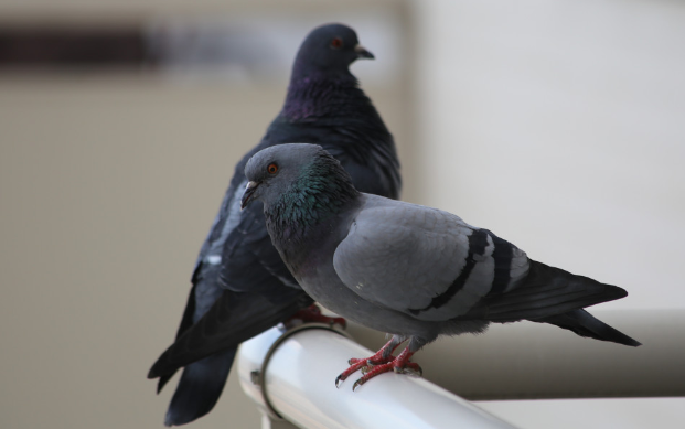 На набережной Петербурга мужчина швырял голубей в прохожих