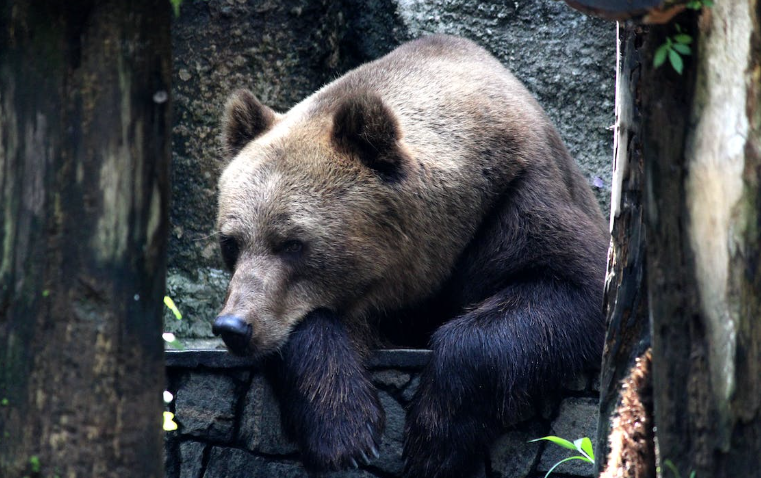 В Японии дикий медведь растерзал пожилую женщину