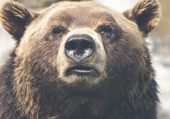 На кладбище в Красноярске замечен медведь