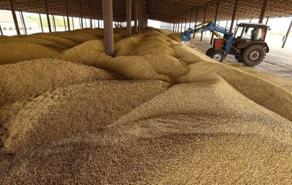 Россия вернулась в пятёрку крупнейших поставщиков зерна в Евросоюз